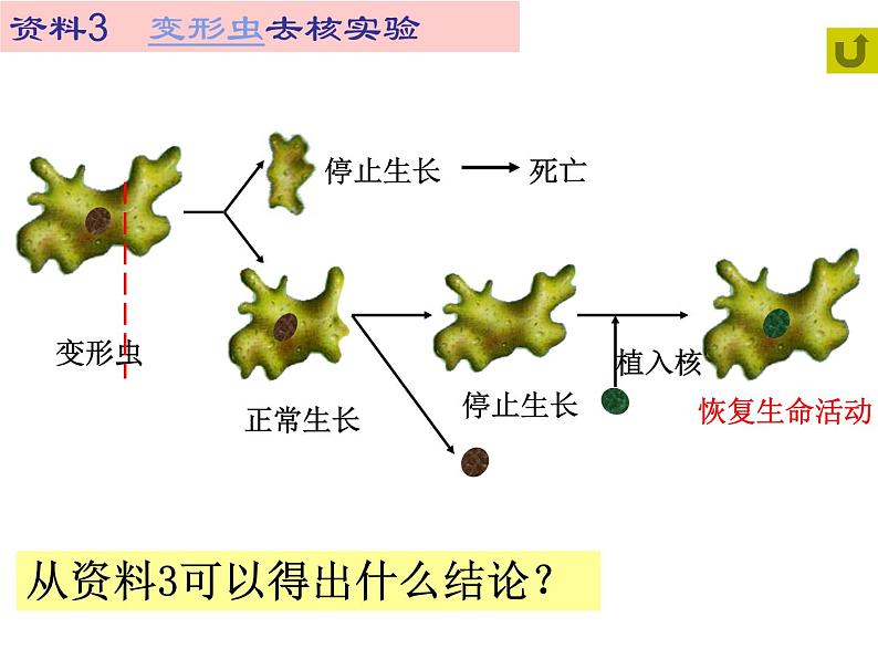 高中生物必修一 第3章《本章综合与测试》优质教学课件第6页