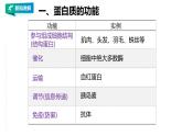 高中生物必修一 2.4蛋白质是生命活动的主要承担者教学课件