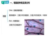 高中生物必修一 2.5 核酸是遗传信息的携带者教学课件