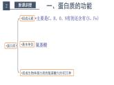 高中生物必修一 2.4.1 蛋白质是生命活动的主要承担者（含思维导图）课件