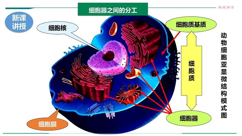 高中生物必修一 3.2细胞器之间的分工合作（课时1）教学课件第3页