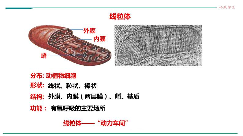 高中生物必修一 3.2细胞器之间的分工合作（课时1）教学课件第5页