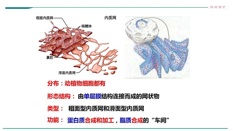 高中生物必修一 3.2细胞器之间的分工合作（课时1）教学课件第7页