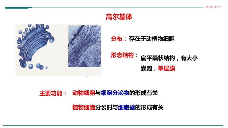 高中生物必修一 3.2细胞器之间的分工合作（课时1）教学课件第8页