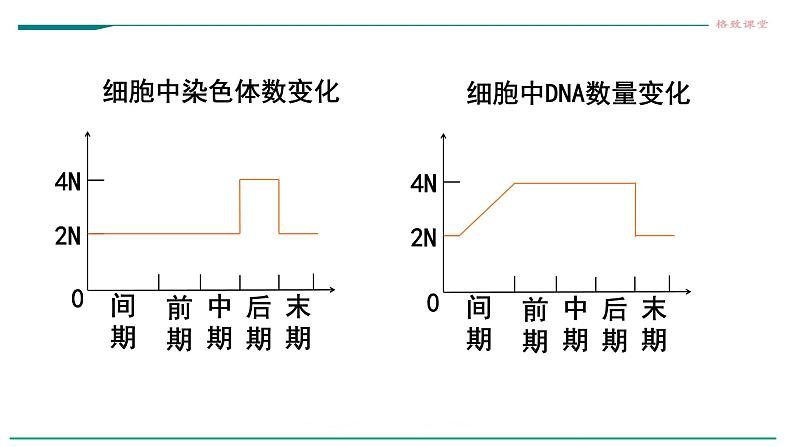 高中生物必修一 6.1细胞的增殖（第二课时）教学课件第3页