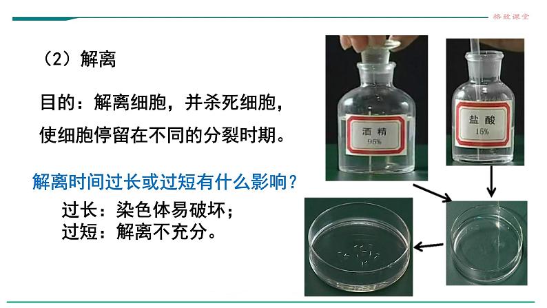 高中生物必修一 6.1细胞的增殖（第二课时）教学课件第7页