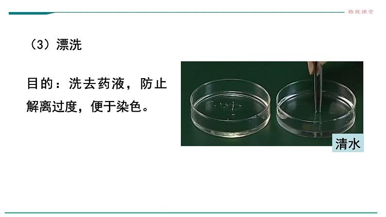 高中生物必修一 6.1细胞的增殖（第二课时）教学课件第8页