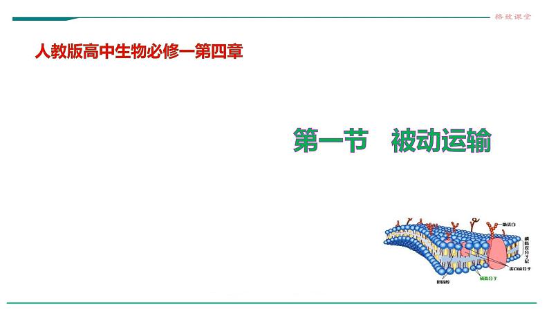 高中生物必修一 第四章第一节被动运输教学课件第2页