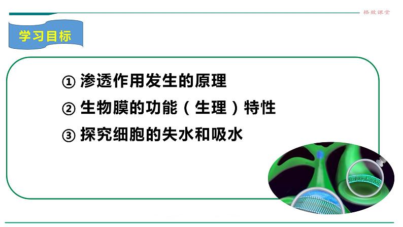 高中生物必修一 第四章第一节被动运输教学课件第3页