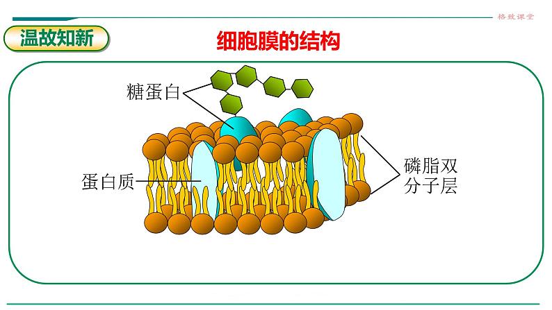 高中生物必修一 第四章第一节被动运输教学课件第4页