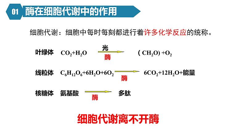 人教版高中生物高一必修一分子与细胞课件5.1降低化学反应活化能的酶(第1课时)05