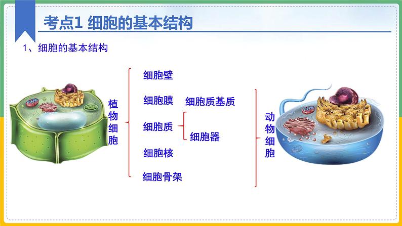 【备战2023高考】生物总复习——专题06《细胞器和生物膜系统》课件（新教材新高考）08