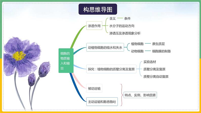 【备战2023高考】生物总复习——专题07《细胞的物质输入和输出》课件（新教材新高考）第6页