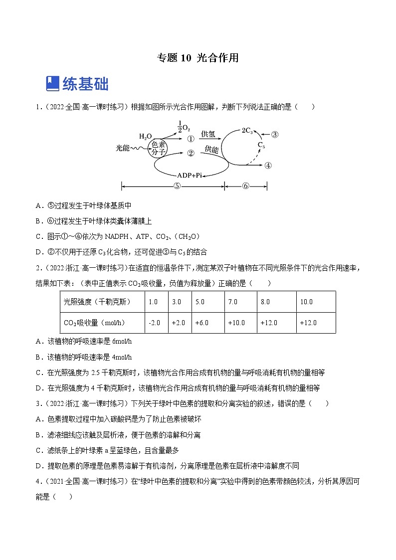 【备战2023高考】生物总复习——专题10《光合作用》练习（新教材新高考）01
