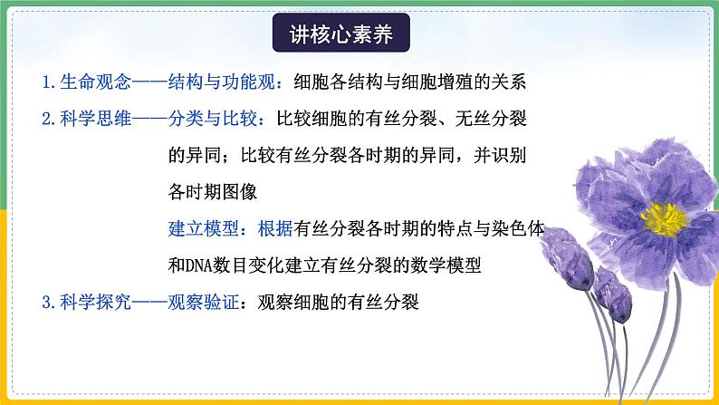 【备战2023高考】生物总复习——专题11《有丝分裂》课件（新教材新高考）05