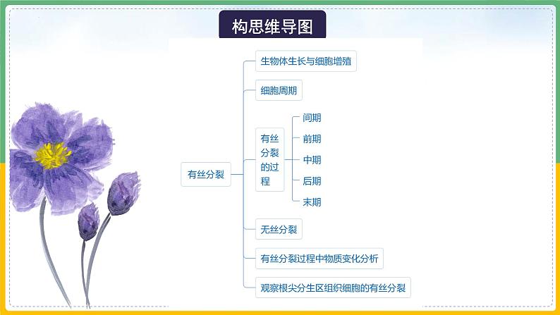 【备战2023高考】生物总复习——专题11《有丝分裂》课件（新教材新高考）06