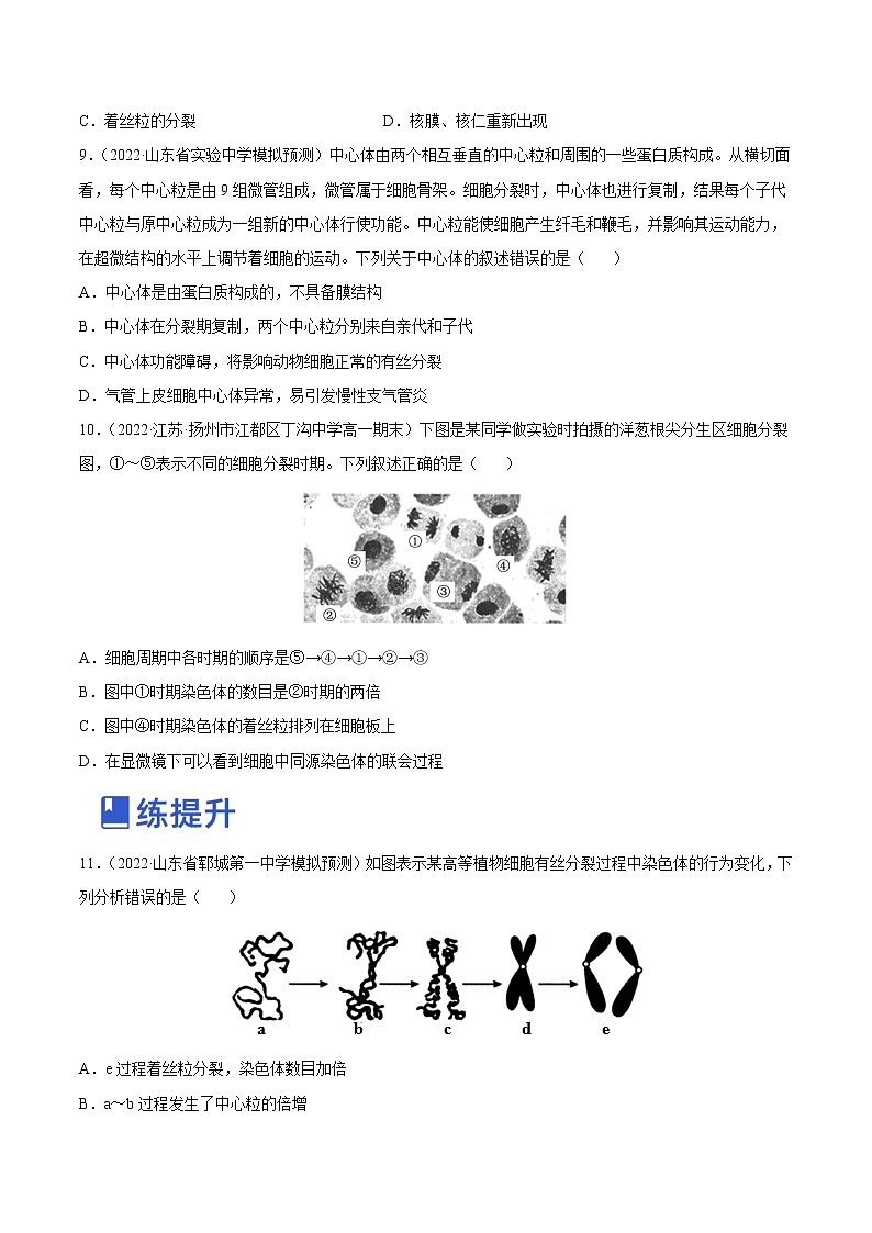 【备战2023高考】生物总复习——专题11《有丝分裂》练习（新教材新高考）03