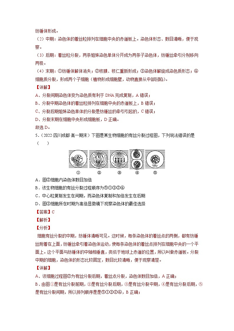 【备战2023高考】生物总复习——专题11《有丝分裂》练习（新教材新高考）03