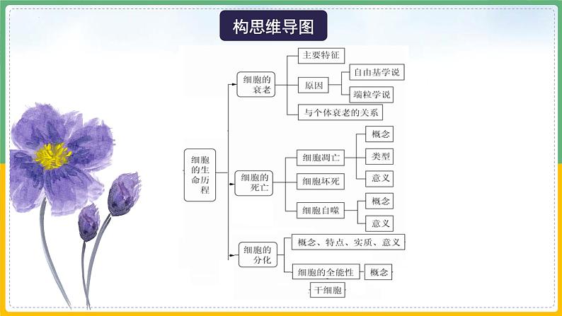 【备战2023高考】生物总复习——专题13《细胞的分化、衰老和死亡》课件（新教材新高考）06