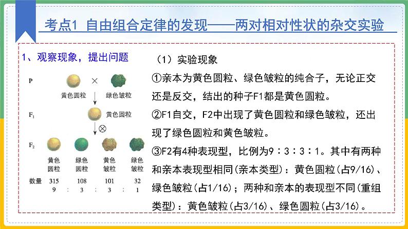 【备战2023高考】生物总复习——专题16《基因的自由组合定律》课件（新教材新高考）08