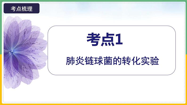 【备战2023高考】生物总复习——专题18《DNA是主要的遗传物质》课件（新教材新高考）07