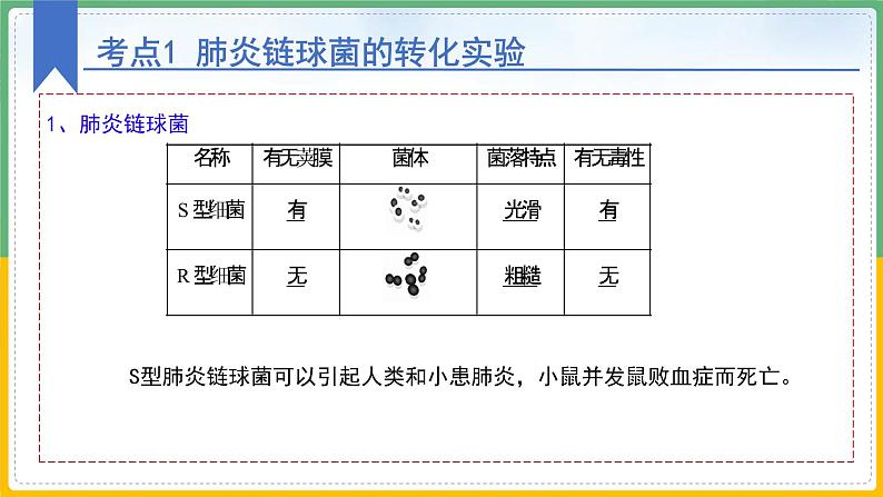 【备战2023高考】生物总复习——专题18《DNA是主要的遗传物质》课件（新教材新高考）08