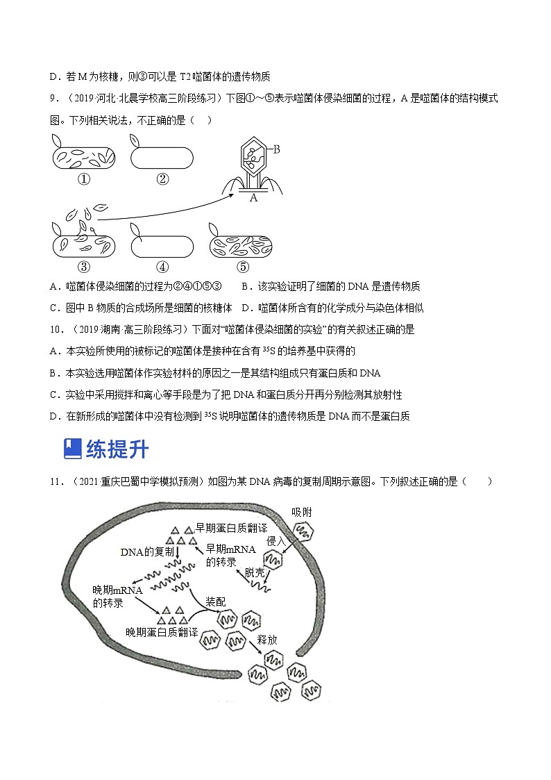 【备战2023高考】生物总复习——专题18《DNA是主要的遗传物质》讲与练（原卷版）第3页