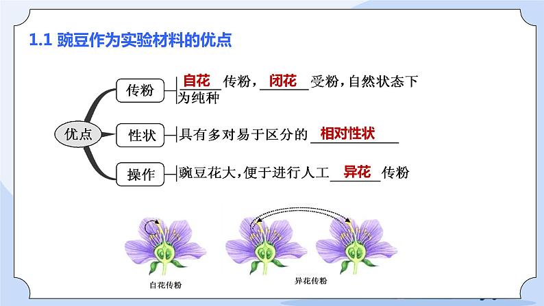 1.1 孟德尔的豌豆杂交实验（一）课件PPT+教案+同步练习04