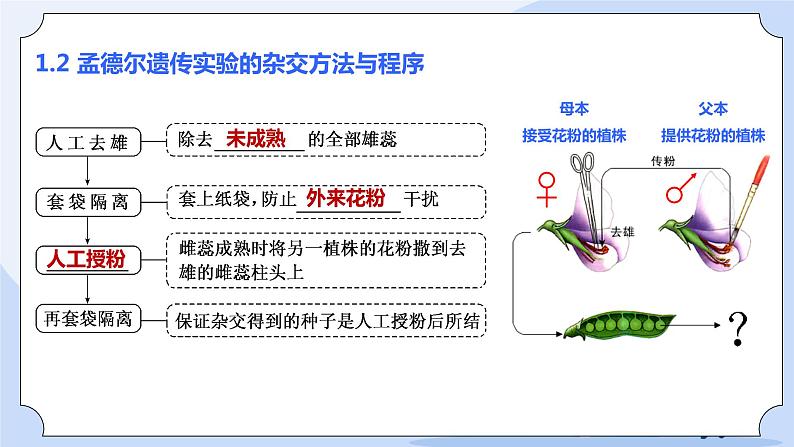 1.1 孟德尔的豌豆杂交实验（一）课件PPT+教案+同步练习05