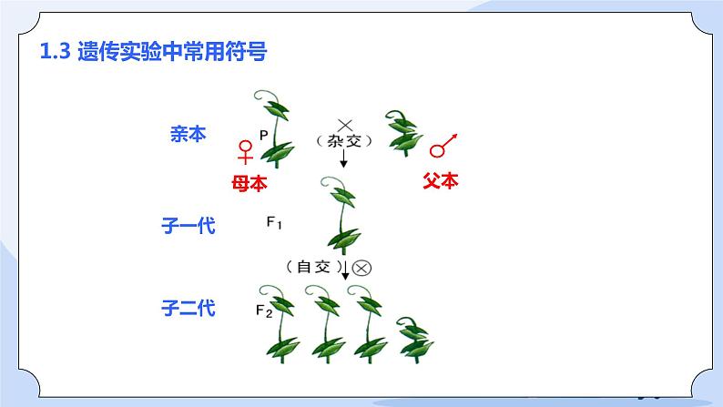 1.1 孟德尔的豌豆杂交实验（一）课件PPT+教案+同步练习06