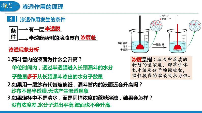 【备战2023高考】生物考点全复习——第9讲《水进出细胞的原理》复习课件（全国通用）04