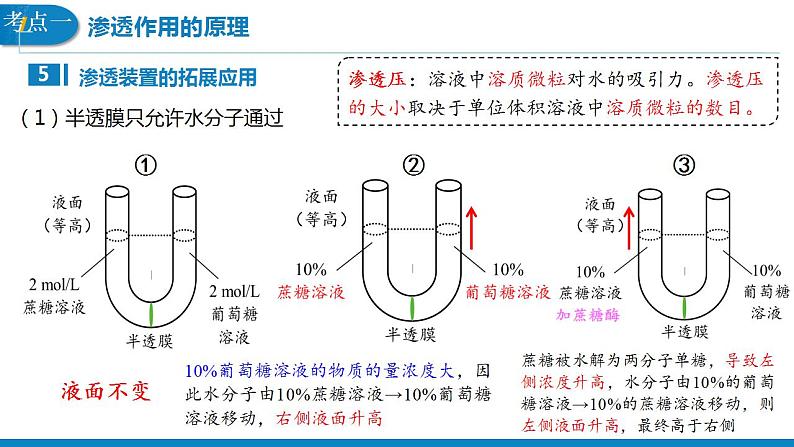 【备战2023高考】生物考点全复习——第9讲《水进出细胞的原理》复习课件（全国通用）06