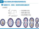 【备战2023高考】生物考点全复习——第17讲《细胞的增殖2》复习课件（全国通用）