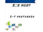 高中生物精品课件 2.1神经调节的结构基础