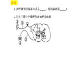 高中生物精品课件：2.3神经冲动的产生和传导（第一课时）