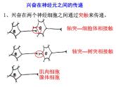 高中生物精品课件 2.3神经冲动的产生和传导（第二课时）