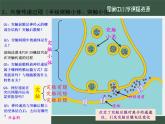 高中生物精品课件 2.3神经冲动的产生和传导（第二课时）