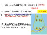 高中生物精品课件 2.3神经冲动的产生和传导（第二课时）