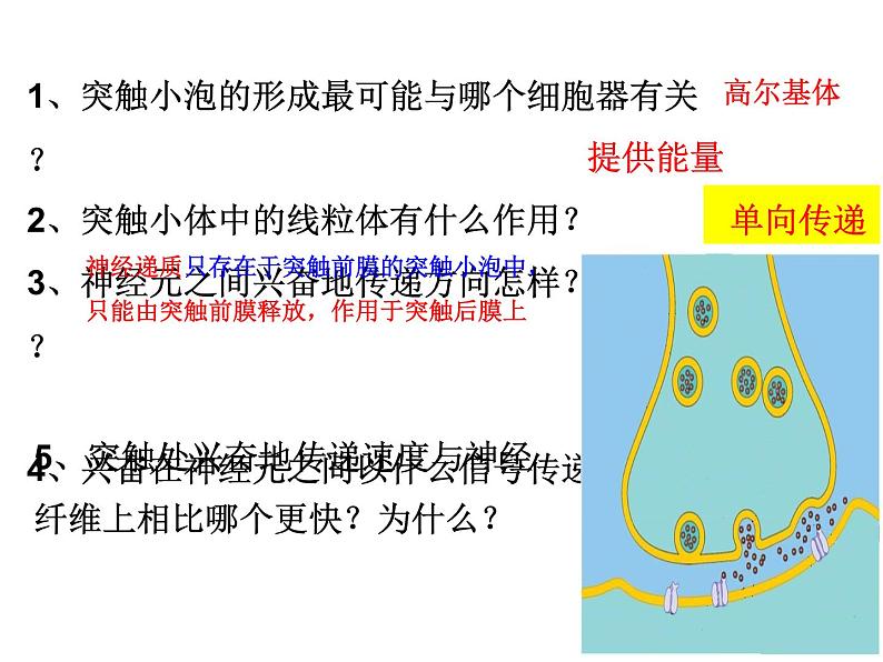 高中生物精品课件 2.3神经冲动的产生和传导（第二课时）第5页