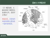 高中生物精品课件 2.4神经系统的分级调节