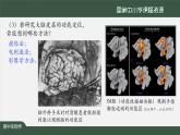 高中生物精品课件 2.4神经系统的分级调节