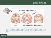 高中生物精品课件 2.5人脑的高级功能