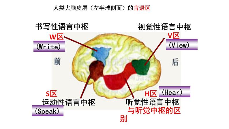 高中生物精品课件 2.5人脑的高级功能第4页