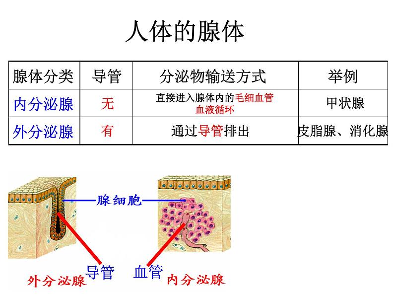 高中生物精品课件 3.1激素与内分泌系统第6页