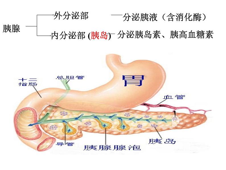 高中生物精品课件 3.1激素与内分泌系统第7页