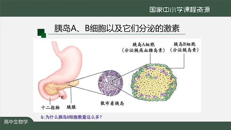 高中生物精品课件 3.2激素调节的过程（第1课时）第4页