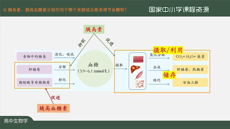 高中生物精品课件 3.2激素调节的过程（第1课时）第5页