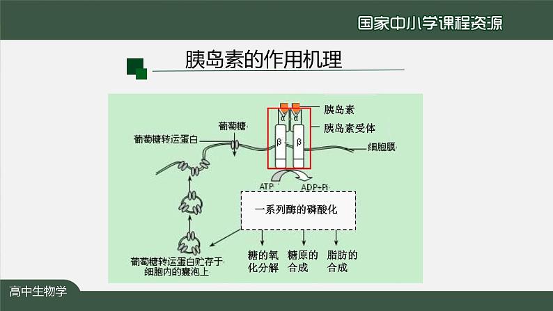 高中生物精品课件 3.2激素调节的过程（第1课时）第6页