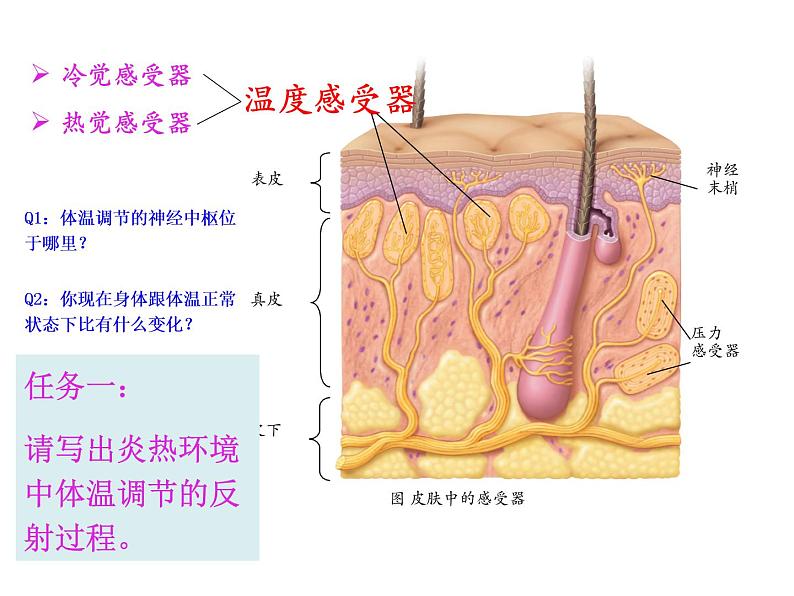 高中生物精品课件 3.3体液调节与神经调节的关系（第1课时）第2页