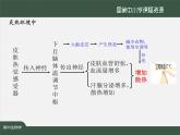 高中生物精品课件 3.3体液调节与神经调节的关系（第1课时）